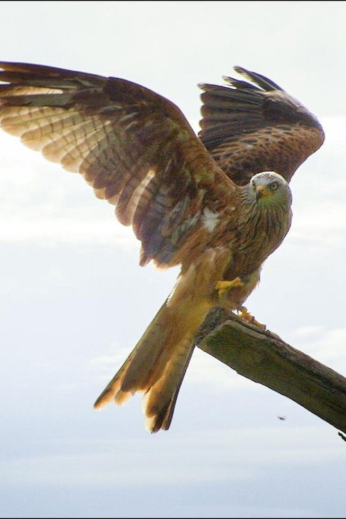 Underlords: Elegant Hunters of the Sky