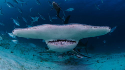 When Sharks Attack... and Why