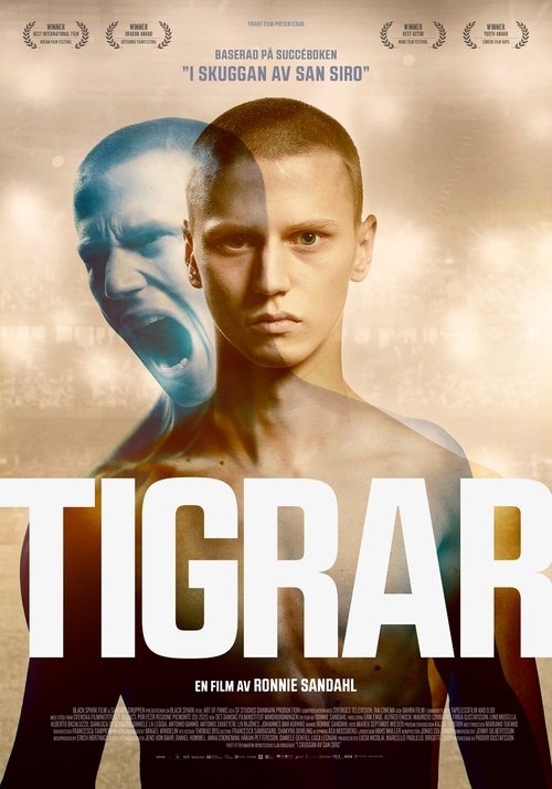 Tigrar