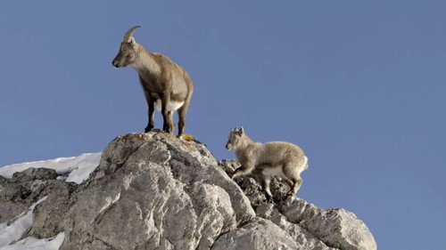 Bouquetin, la vigie des montagnes