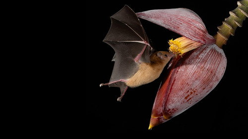 Evolution: Need to Feed