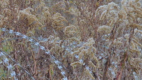 Newsreel 670 – Red Forests