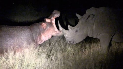 Killer Safari