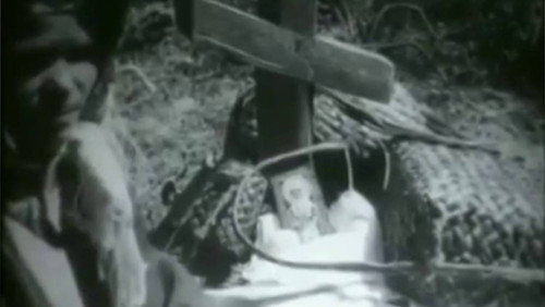 In the Bryansk Polesie