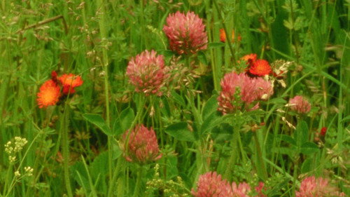 Кадр из Wildflowers