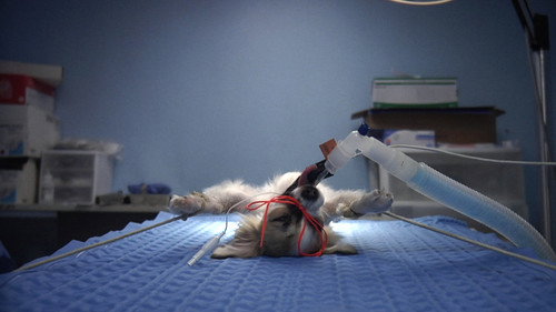 backdrop Animals Under Anaesthesia: Speculations on the Dreamlife of Beasts