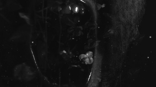 Júnior vai crescer? still