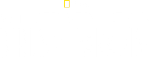 Winged Seduction: Birds of Paradise