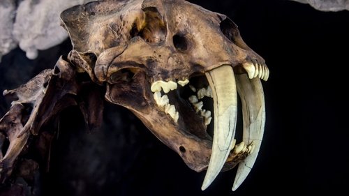 Le mystérieux tigre à dents de sabre image 1