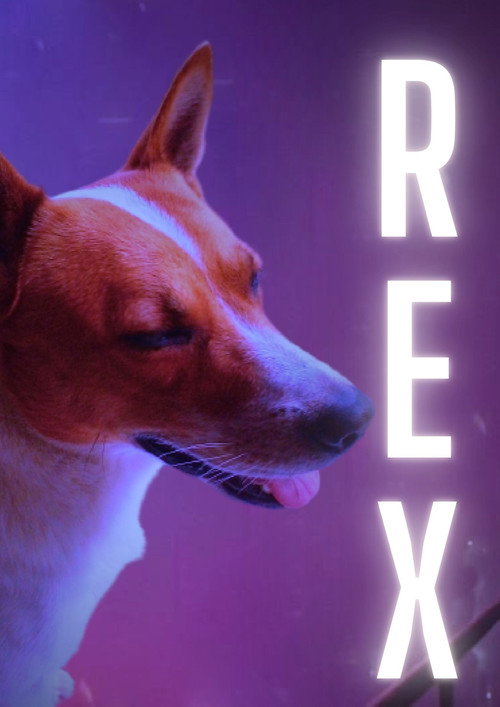 REX - TESTE 1
