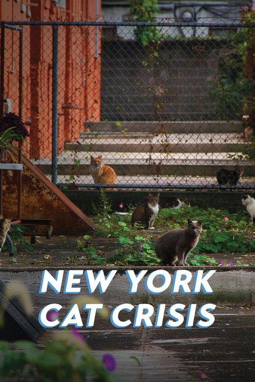 New York Cat Crisis