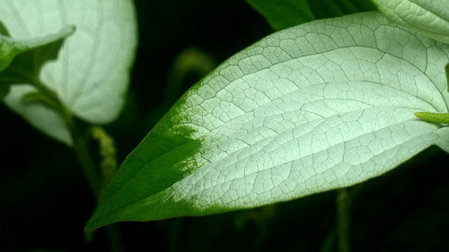 Summer Solstice (Geshi)