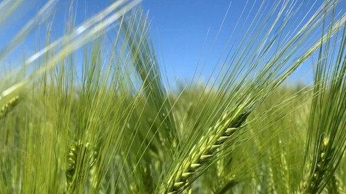 grass grows from the middle – thinking like grass Backdrop Blur
