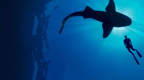 Shark with Steve Backshall