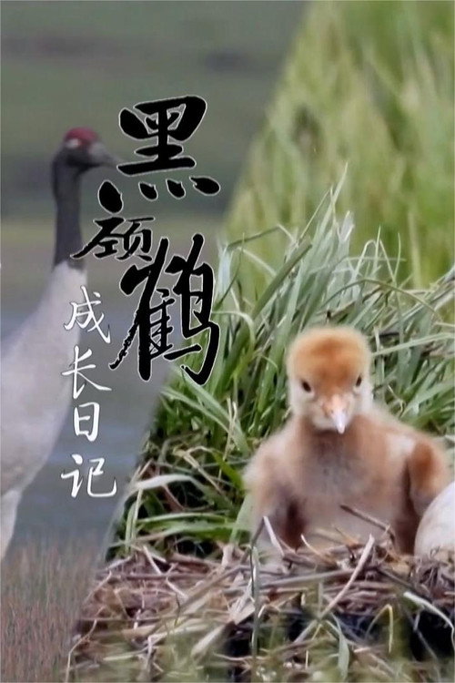 黑颈鹤成长日记 poster