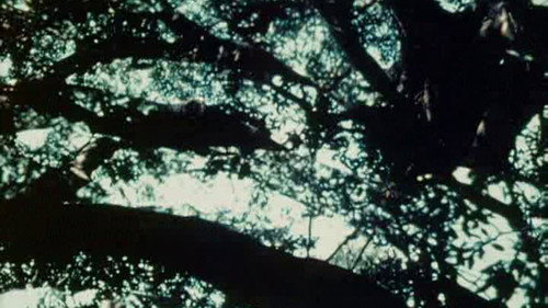 Bark-Rind still