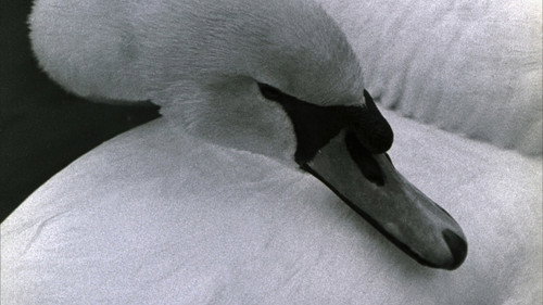 Swan Bild 1