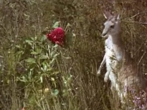 Skippy the Bush Kangaroo, S03E13 - (1970)