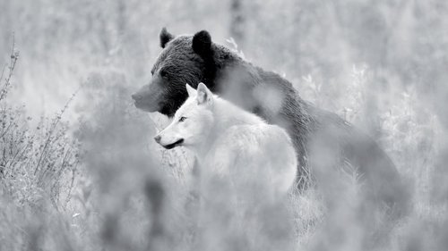 Une année parmi les loups image 2