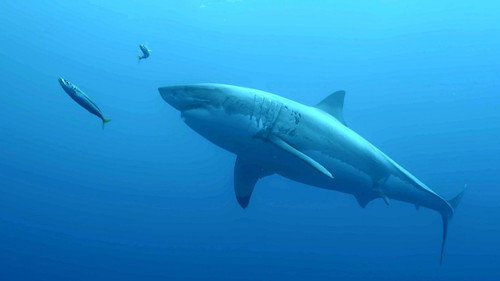 Survivre aux catastrophes, les stratégies de la nature