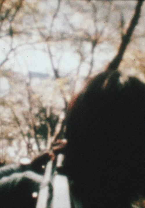 杖