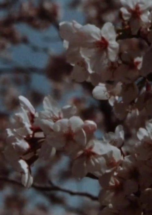 Sakura, Sakura movie poster player