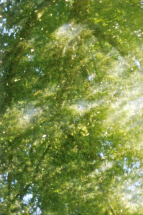 Colophon (for the Arboretum Cycle)