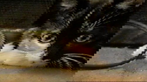 Épisode 1