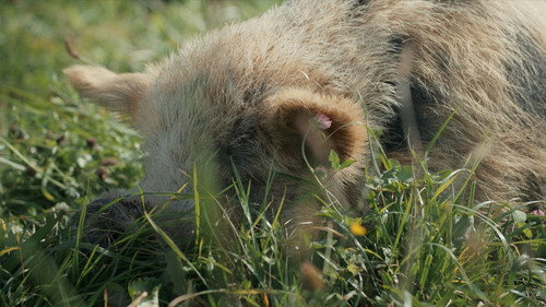 Кадр из When Pigs Fly