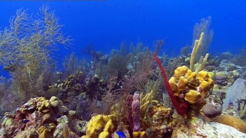 Wild Caribbean