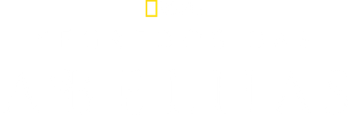 Segredos das Abelhas
