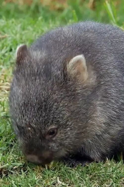 Sympathy for the Devil