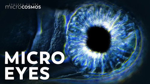 Can Microbes See Without Eyes?