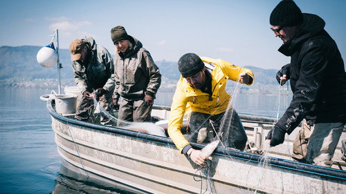 Fisch ahoi! - Season 1 Backdrop Blur