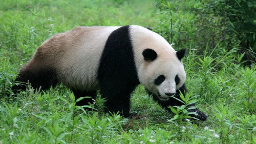 National Geographic - Die letzten Großen Pandas Backdrop Blur
