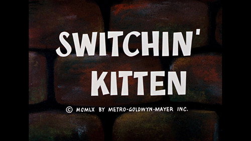 Switchin' Kitten