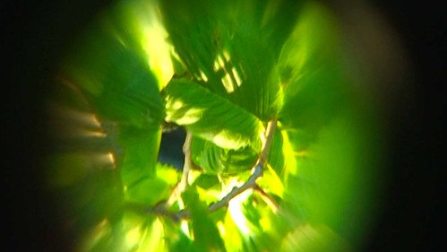 Sol Garden Backdrop Blur