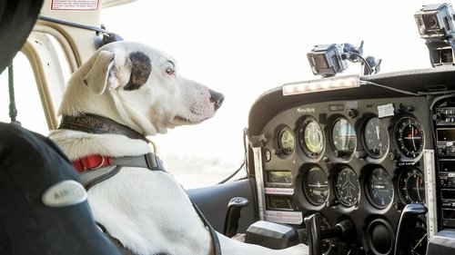 Dogs Might Fly