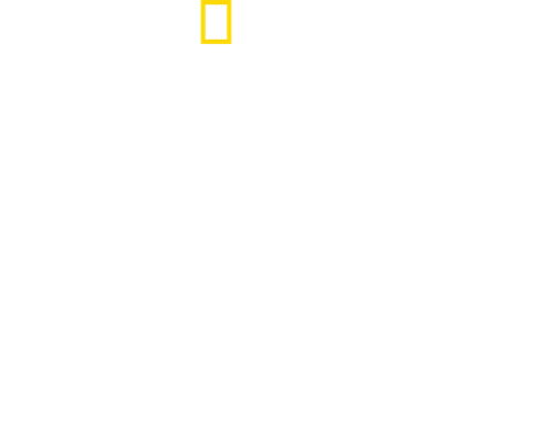 Wild Little Cats
