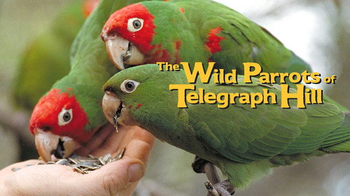 The Wild Parrots of Telegraph Hill