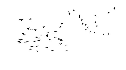 When the Crows Went Wild still