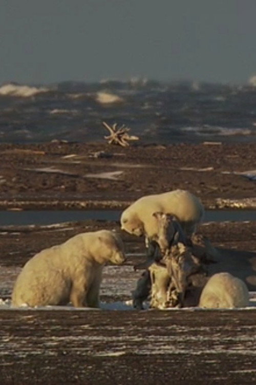 Ice Bears of the Beaufort