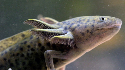 Axolotl, la salamandre miraculeuse