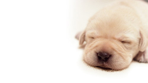 Quill: The Life of a Guide Dog still