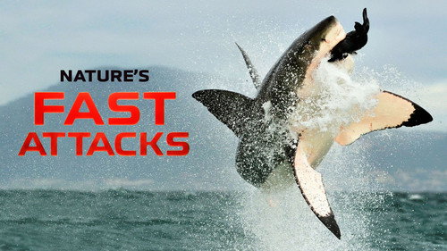 Nature's Fast Attacks - Season 1 Backdrop Blur
