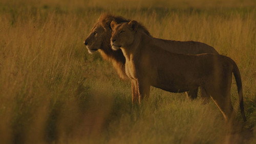 Living with Lions Backdrop Blur
