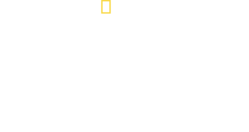 Shark Gangs