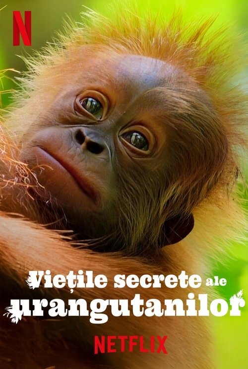 Poster pentru Viețile secrete ale urangutanilor