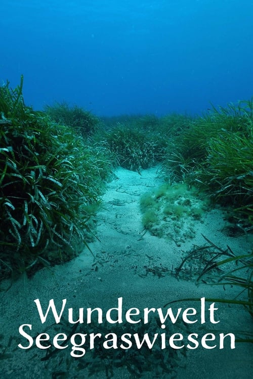 Wunderwelt Seegraswiesen Klimaretter, Kinderstube, Küstenschutz (2024)