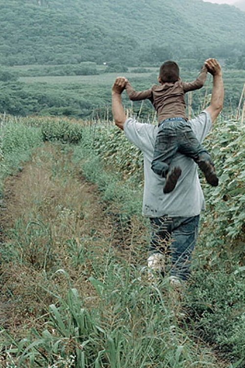 La herencia del viento movie poster player